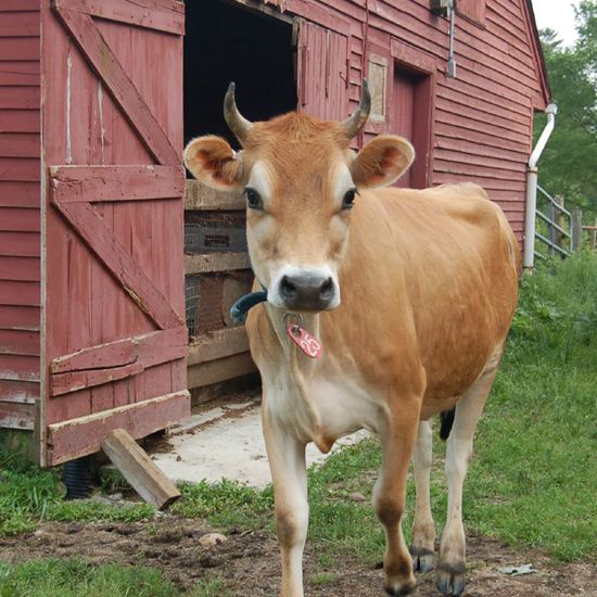 Dairy Cow-Jersey