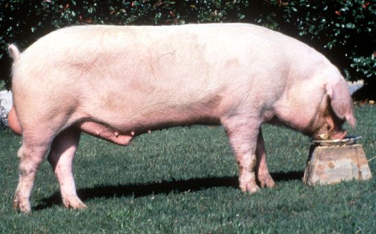 Swine-Landrace