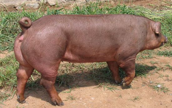 Swine-Duroc