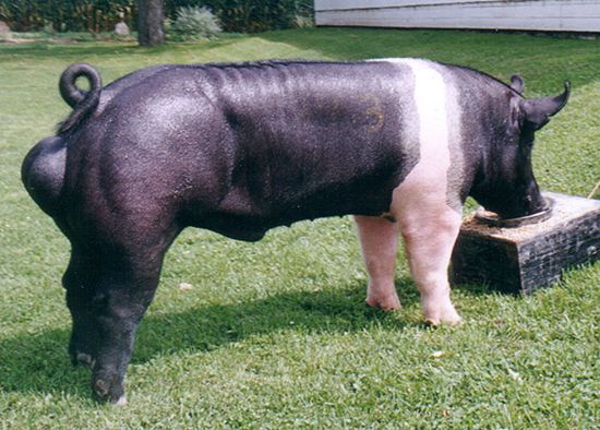 Swine-Hampshire