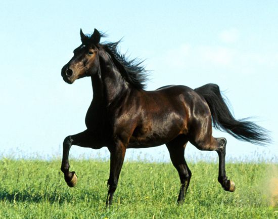 Trotter horse