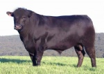 Beef Cattle-Angus