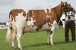Dairy Cow-Holstein