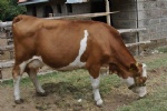 Dairy Cow-Fleckvieh