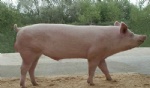 Swine-Large White