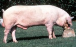 种猪-长白