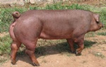 Swine-Duroc