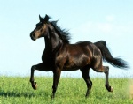 Trotter horse